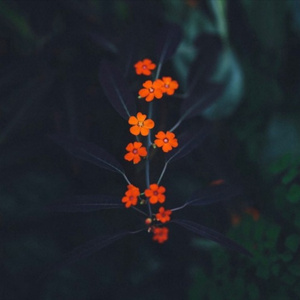 三级三黄三级三黄三级三级
